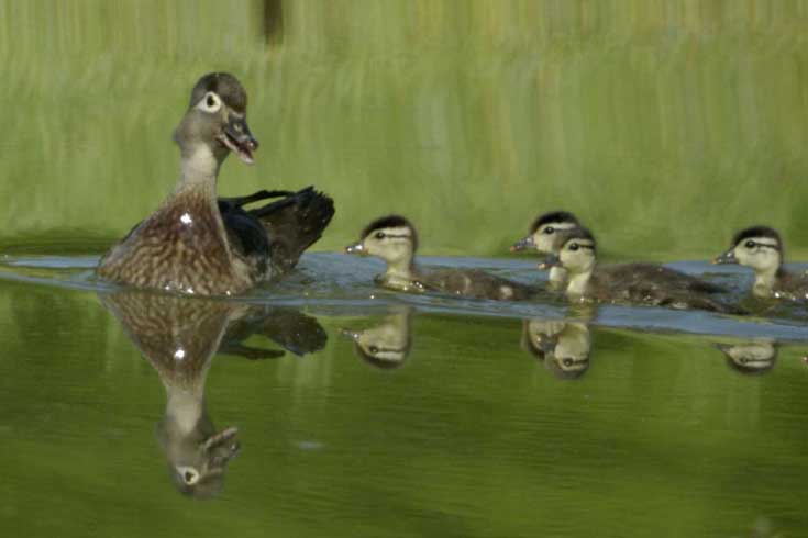 Mom wood duck gathering her young