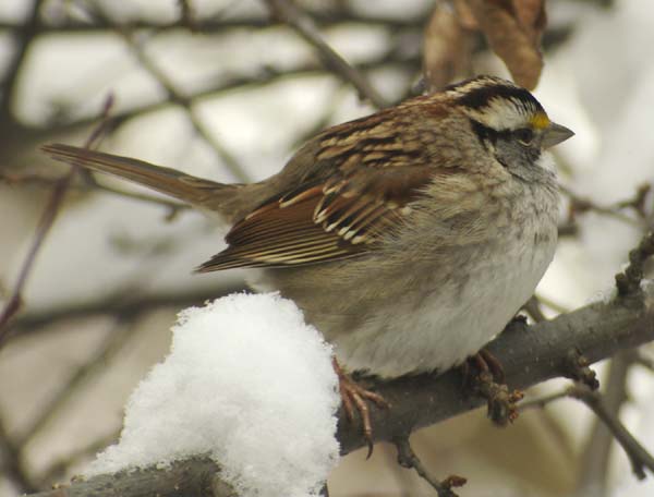 White-throated sparrow fluffed out