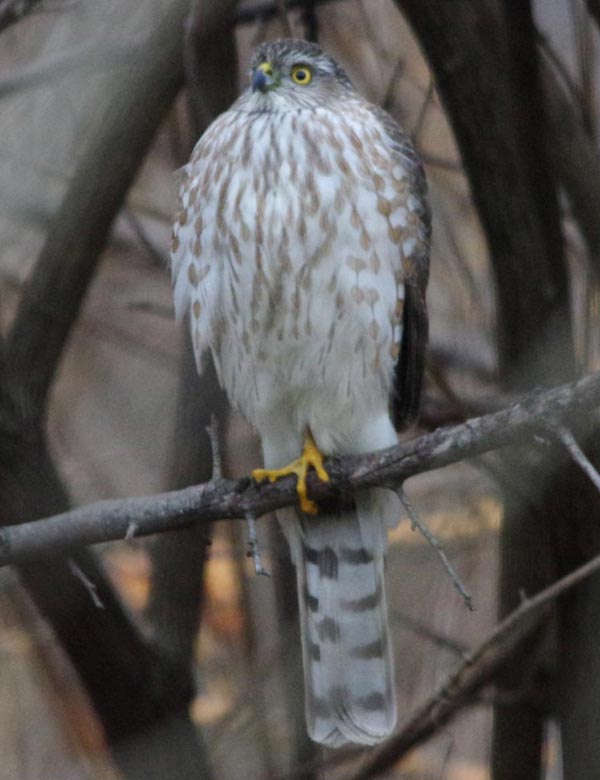 Sharp-shinned hawk, perching