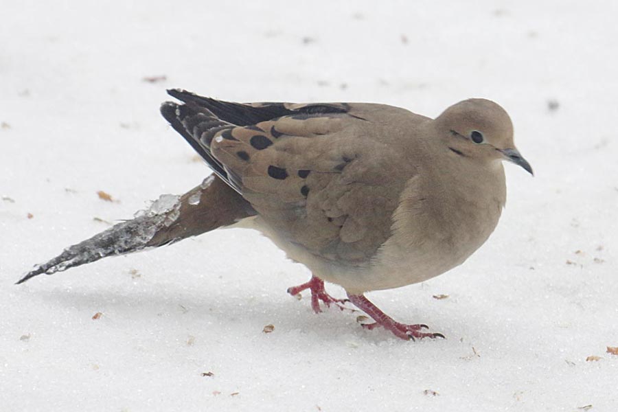 Mourning dove with iced tail