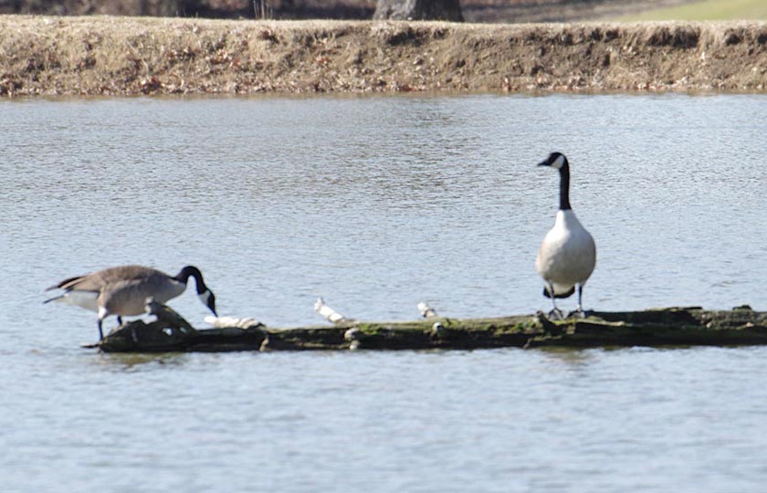 Canada goose pair relaxing