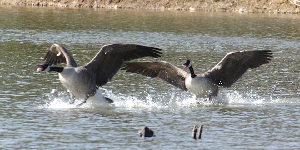 Canada goose pair charging forward
