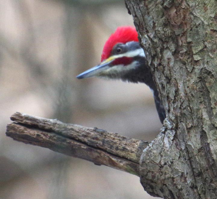 Pileated woodpecker, peek 2