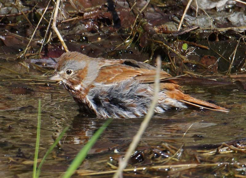 Fox sparrow bathing