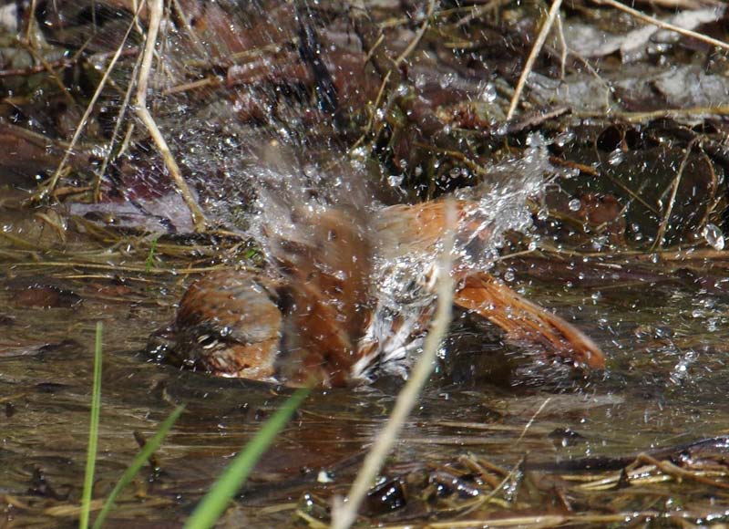 Fox sparrow bathing