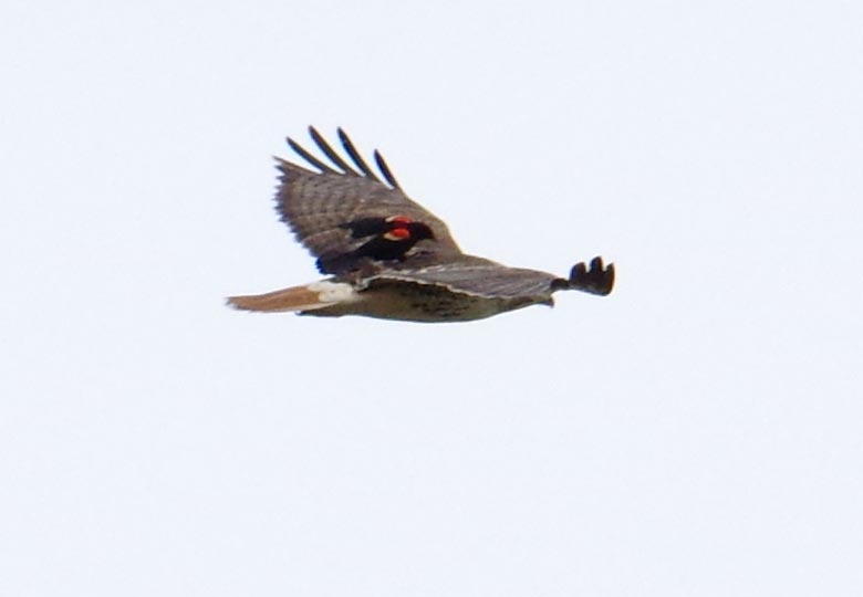 Red-winged blackbird on red-tailed hawk
