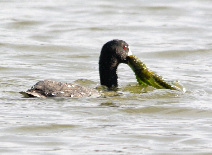 American coot and meal