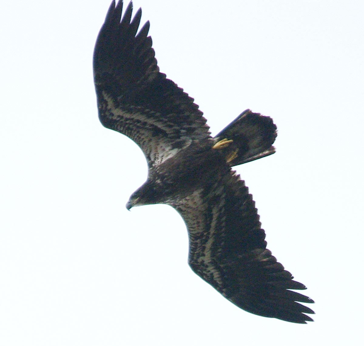 The second juvenile bald eagle