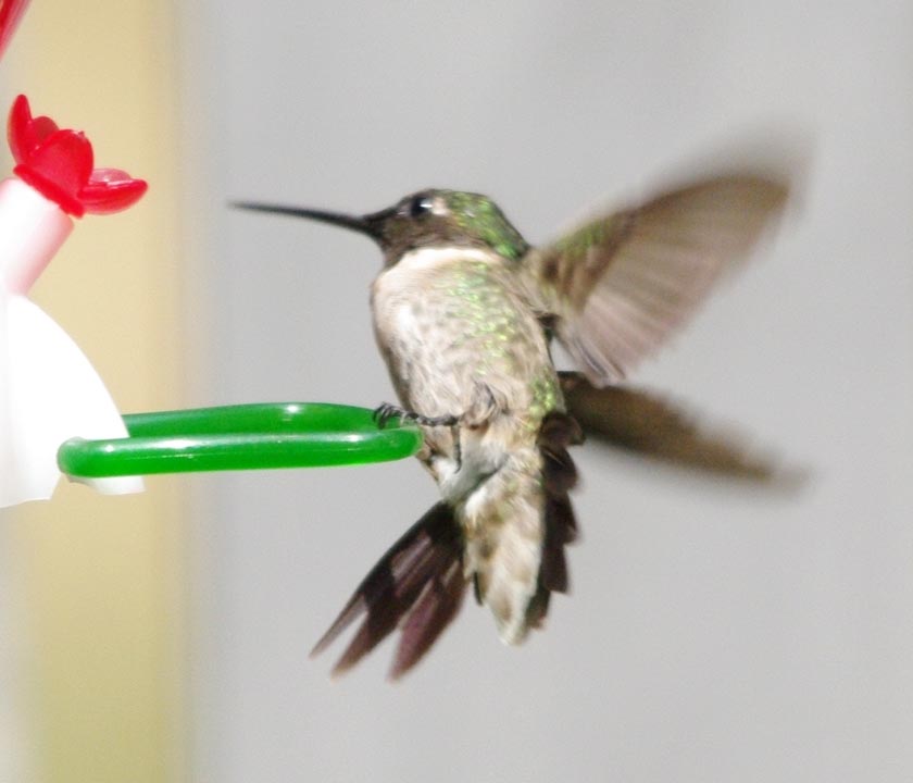 Male hummer