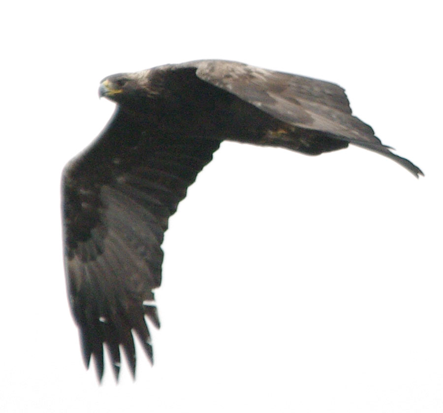 Golden eagle flap