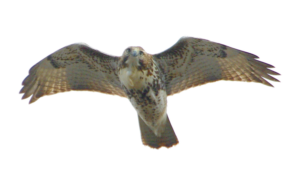 Incoming red-tailed hawk