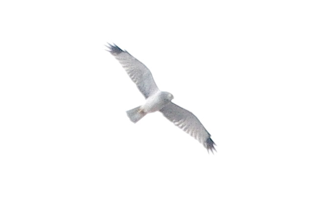 Distant male northern harrier