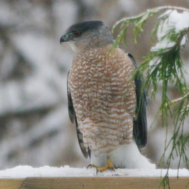 Cooper's hawk on the fence