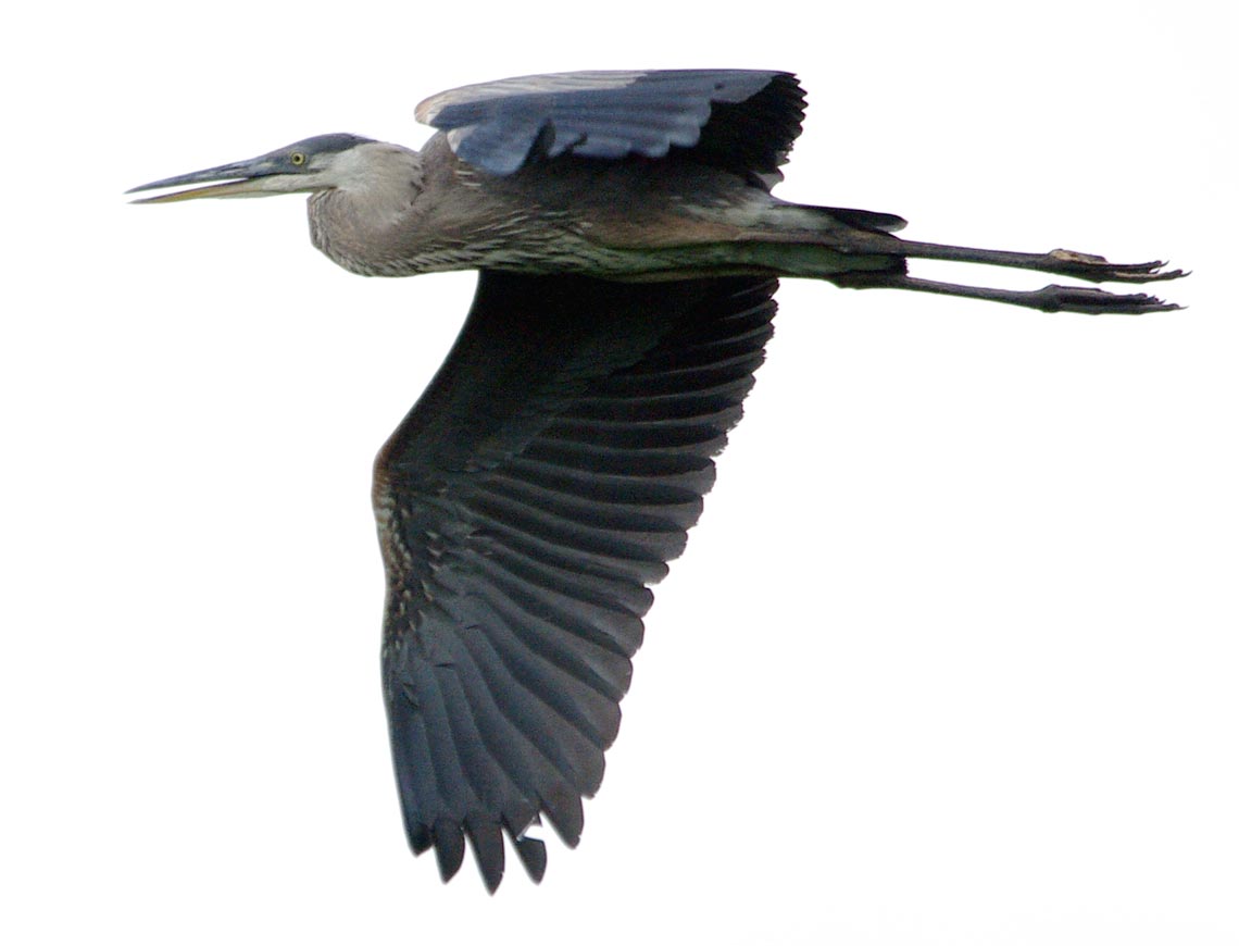 Great blue heron flying