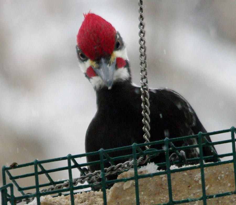 Pileated woodpecker, head on