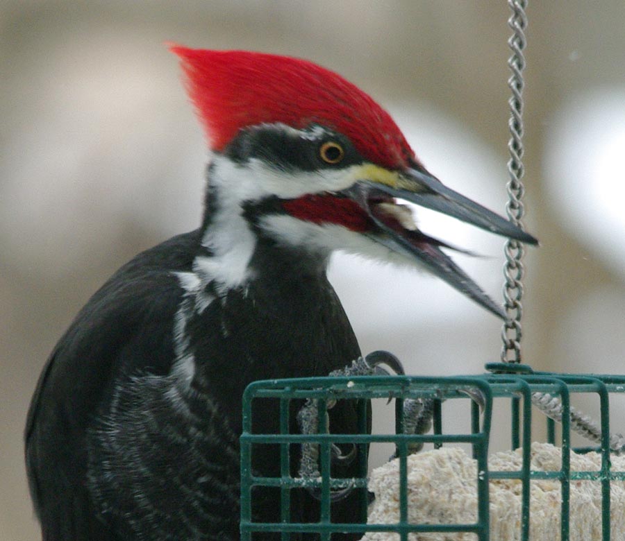 Pileated woodpecker, with tongue sticking out