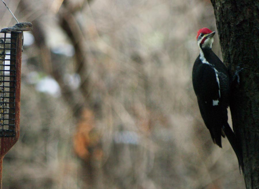 Pileated woodpecker about to jump