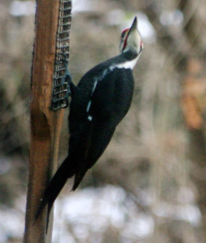 Pileated woodpecker head turn