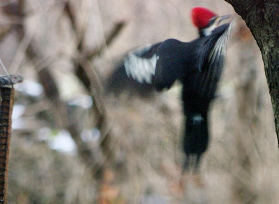 Pileated woodpecker jumping to trunk