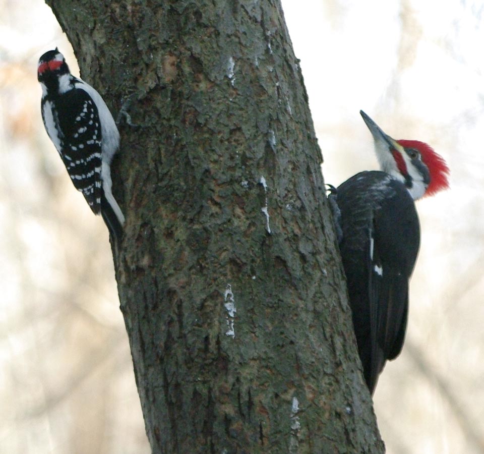 Hairy woodpecker and pileated woodpecker