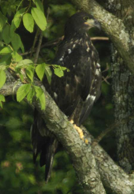 The first bald eaglet