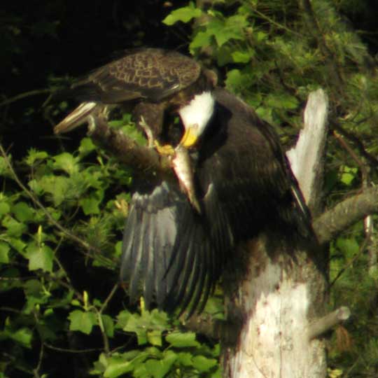 Adult bald eagle feeding the second eaglet