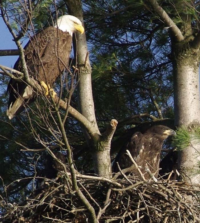 Adult bald eagle and eaglet