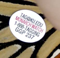 Closeup of a monarch tag
