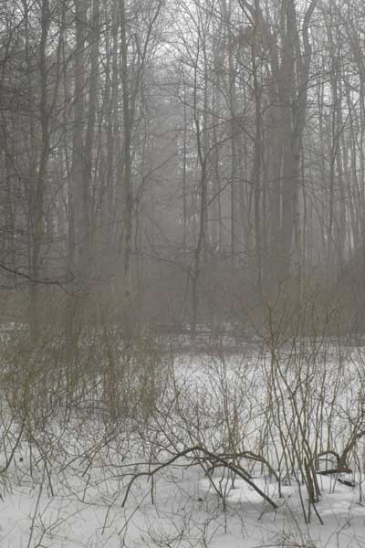 Fog, trees, and ice pond