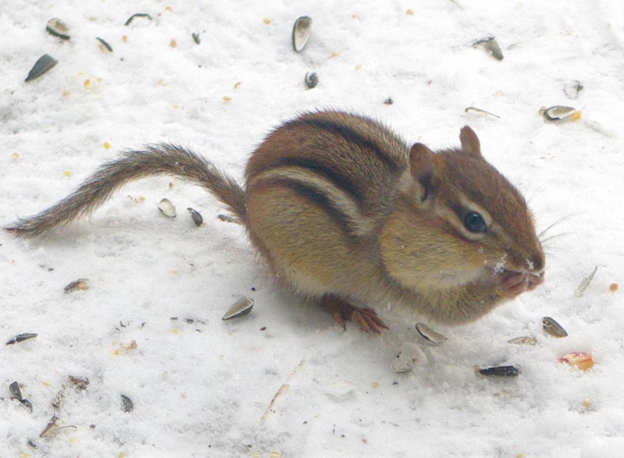 Chipmunk on snow