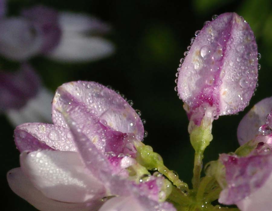 A flower with dewdrops, in memory of Jim Baen