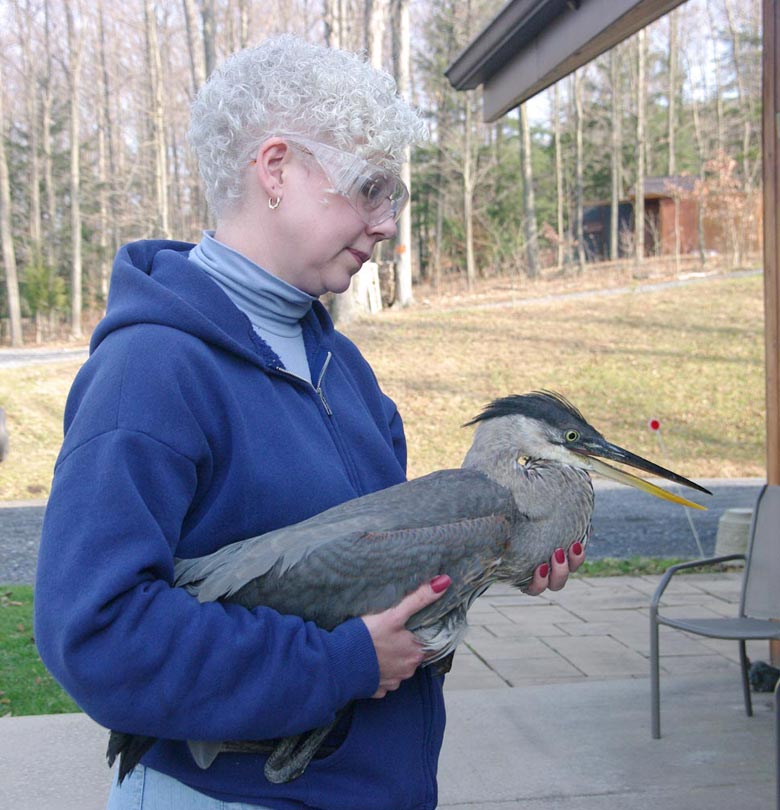 Robyn Graboski holding a great blue heron