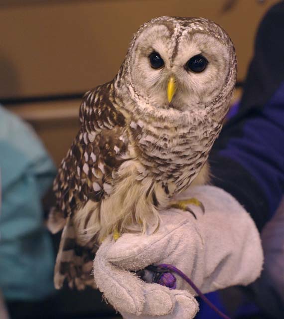 Shaver's Creek Barred Owl