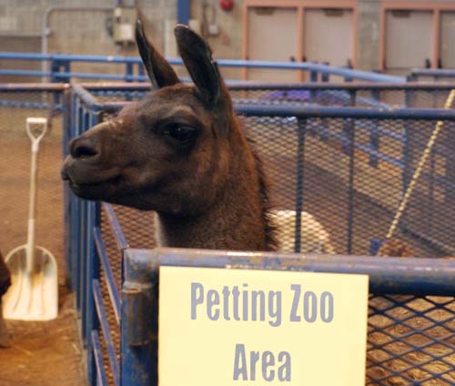 Petting Zoo, sign and llama