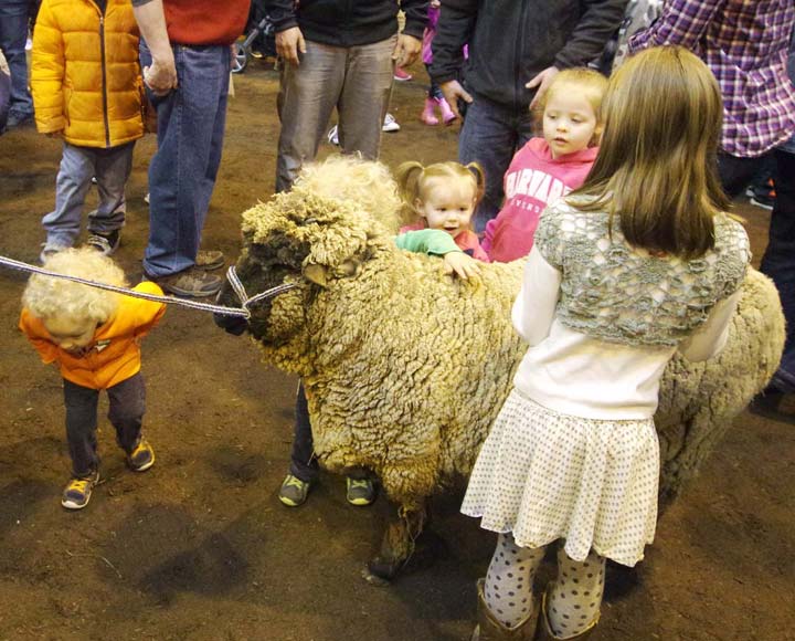 Sheep at Wild About Animals 2016
