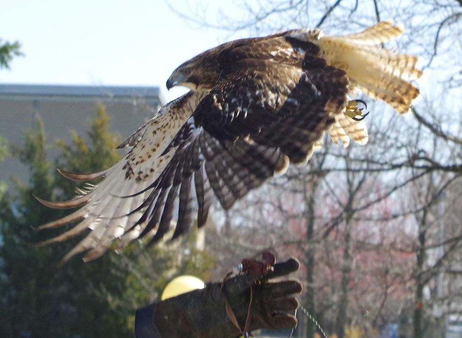 Red-tailed hawk release at WAA 2016